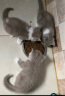 艾尔（Aier）猫粮星期六全价牛油果美毛成猫幼猫通用猫粮 10kg20斤 实拍图
