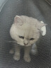 宠星记 猫包 小猫咪 猫咪宠物外出包 手提单肩斜挎透气猫包 绝育外出 大号 粉色小猫（12斤以内） 实拍图