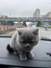 涴喵 苏氏纯种英短幼猫短毛猫大脸猫宠物猫咪活体辅助喂养 宠物级 【蓝猫】 实拍图
