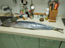卖鱼七郎青岛海捕大鲅鱼整条9.5-10.5斤冷冻特大马鲛鱼送年货礼盒源头直发 实拍图