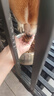 凯锐思 柯基狗粮 专用幼犬成犬小型犬幼犬粮专用粮 【生骨肉+蛋黄 | 冻干三拼】4斤 实拍图