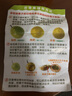 三萌果蔬钦蜜9号黄金百香果 广西当季新鲜水果黄色白香果节日送礼 9斤家庭装净重8斤【蕞划算】 A+级【单果45-60g】甜度中 实拍图