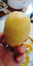佳沛（zespri）新西兰 阳光金奇异果12粒礼盒特大果单果约122-146g 猕猴桃 水果 实拍图