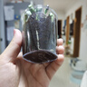 IAM City Farmer向日葵儿童种植盆栽种子学生植物观察窗发芽生长趣味diy植物10033 实拍图