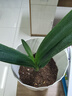 晨雾山懒人自动吸水花盆特大号绿萝蝴蝶兰塑料水培花盆绿植盆栽家用阳台 【加厚特大号】自吸水花盆1个装 实拍图