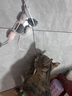 宠物自嗨解闷神器猫咪逗猫棒猫猫玩具耐咬绒球流苏仙女棒小猫咪用 颜色随机【2根】 实拍图
