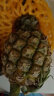 鲁禧香水菠萝 热带新鲜水果 孕妇水果 应季时令生鲜 新鲜采摘整个发货 破损险（非实物） 实拍图