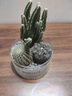 绿荫巷子多肉植物仙人掌盆栽肉肉室内桌面创意绿植小盆栽带盆 【万重山白金组合】浅玻璃杯 实拍图