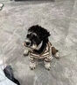 宠城狗狗衣服秋冬可爱四脚衣加绒保暖可牵引中小型犬博美泰迪比熊冬季 棕色小熊【可牵引加绒厚】 M（建议体重5-8斤） 实拍图