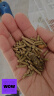 JOLLY祖莉多维龙猫粮1KG龙猫粮食 龙猫粮食主粮全阶段龙猫饲料主食物龙猫粮食草JP05 晒单实拍图