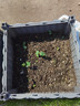 德沃多肥料纯草木灰2.5kg纯正钾肥农家肥有机肥料植物营养土壤种植土有机肥 实拍图