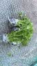 芭芽四季水果小香芹菜苗秧苗大芹菜苗水培老品种白红芹种籽春季蔬菜苗 四季小香芹【鲜嫩脆爽】+肥 12棵 实拍图