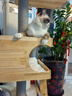 兽牌美居实木猫爬架不占地小户型猫架多层猫树猫窝猫抓板一体带太空舱 美居L-Pro 实拍图