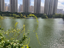 dickies夹克 男个性潮流 双面可穿上衣易穿搭010203 沙色Dickies波普印花 S 实拍图