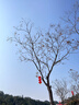 腾龙（Tamron）A063Z 28-75mm F/2.8 Di III VXD G2 大光圈标准变焦 尼康全画幅微单镜头 风光人像（尼康Z卡口） 实拍图