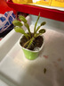 八目尚賞捕蝇草盆栽新奇趣味捕虫草食人花卉绿植食虫草新奇趣味捕蝇草 大猪笼草一盆（吊篮原盆） 带盆栽好 实拍图