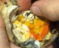 【活蟹】蟹爵大闸蟹鲜活螃蟹现货生鲜水产 六月黄1.8-2.1两8只 晒单实拍图