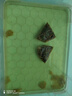 南同四海南京同仁堂金钱草茶包搭金钱草中药材原料广金钱草金钱片草100g 实拍图