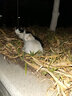 醇粹（Purich）FD猫粮全价冻干猫粮幼猫成猫纯粹猫粮英短美短布偶折耳鸡肉猫粮 三文鱼冻干猫粮1.2kg 实拍图