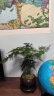 开时果 文竹盆栽桌面摆件盆景 办公室内植物竹子水培客厅小绿植盆景 文竹（舍得紫砂盆+苔藓+底座） 晒单实拍图