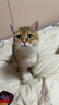 佰萃麦富迪同源猫湿粮 猫零食成猫幼猫罐头 营养慕斯罐头 鸡肉口味(375g×12罐) 实拍图