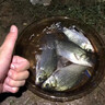 千峰剑（QIANFENGJIAN）海竿套装钓鱼竿装备全套一套超轻鱼竿海杆抛竿矶竿远投竿品牌渔具 2.1m 【3套】3轴200渔轮套装 实拍图