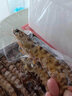 鲜味时刻原装进口 斑节虾净虾2斤特大海鲜竹节虾鲜活急冻基围虾海鲜水产 40-60只 2斤(净重)  精选款 实拍图