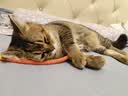 欢宠网猫咪磨牙棒猫玩具逗猫棒猫薄荷自嗨解闷耐咬神器猫猫小猫幼猫宠物 实拍图