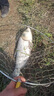光威（GW）战鳍综合鱼竿青草鲢鳙鲤大物28调碳素轻硬野钓台钓竿钓鱼竿手杆 6.3米+金属竿止+竿梢+送礼包 实拍图