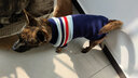 迪普尔 狗狗衣服狗衣服猫衣服宠物冬天中型犬大型犬狗狗毛衣大狗冬季* 条纹藏青-16寸（适合13-17斤） * 实拍图