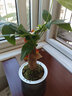 花知态发财树盆栽室内客厅桌面绿植小盆景大发财树苗招财树吸甲醛植物 自吸发财树 含盆 实拍图