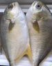 北海湾 金鲳鱼 新鲜海捕大鲳鱼海鲜平鱼冷冻扁鱼冰鲜大鲳鱼海鱼银鱼鱼类 【净重400-500克/条】 共4条 实拍图