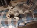 豆柴（docile）中/大型犬全价狗粮成年犬粮小型犬益生菌低敏配方15kg/30斤 实拍图