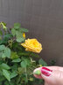 带花苞玫瑰花盆栽 钻石玫瑰四季开花观花绿植室内阳台庭院带盆栽好四季开花 金黄玫瑰 【4棵带盆栽好】 实拍图
