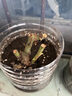 8年玫瑰老桩花苗玫瑰盆栽花卉观赏花植物阳台室内室外盆栽地栽花老桩蔷薇花多次开花 卡罗拉 【20号】5棵装 不含盆 实拍图