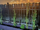 花友藤本月季花苗月季花树苗盆栽特大花苗庭院爬藤植物阳台蔷薇爬墙 黄金庆典【爬藤】大苗 1-1.3米高度多分叉 实拍图