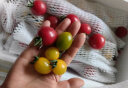 京地达栗贝诺圣女果小黄瓜组合4.5斤 小番茄小青瓜健康轻食 源头直发 实拍图