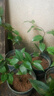 盆栽茶花苗 山茶花苗绿植花卉盆栽四季好养茶花树苗盆栽耐寒花卉观花植物室内花卉绿植开花不断 不含盆 克瑞墨 2年苗 实拍图