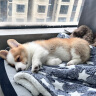 Chongdogdog宠物睡垫春秋保暖狗垫子猫咪睡垫加柔棉垫宠物垫子猫窝猫笼毯子L 实拍图
