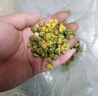 福茗源胎菊山楂决明子茶850g菊花决明子无核山楂煮水泡水喝的滋养花草茶 实拍图