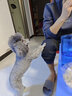 旺芙（Arf  Arf） 狗狗沐浴露宠物精油猫咪沐浴露泰迪金毛美毛护毛素 蓬松有型（犬猫通用） 实拍图