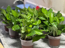 双盟 绿萝盆栽除甲醛花卉绿植办公室新房净化空气110款10盆装源头直发 实拍图