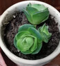 纳格兰特玉莲 新款多肉植物 超萌多肉组合绿植盆栽花卉肉肉植物 耶罗玫瑰2-5cm 不含盆土 实拍图