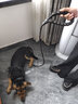 慧宠儿狗狗牵引绳背心式小型犬中型犬大型犬金毛泰迪小狗幼犬遛狗绳狗链 1.5米黑色（三件套） M码（约12-25斤） 实拍图
