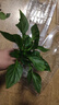 寿禾 蔬菜苗活苗带土发货大全菜苗种苗春夏各种秧苗山东寿光苗子阳台 （绿甜椒）青椒苗 6棵 实拍图