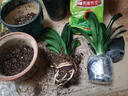 种花迷君子兰盆栽老苗带花苞四季好养多肉花卉绿植物室内圆头和尚大小苗 带土包成活精品圆头8-10片叶子 不含盆 实拍图