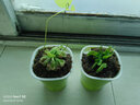 捕蝇草盆栽·猪笼草·食虫植物夏季驱蚊食虫捕虫室内趣味绿植 锦地罗【茅膏菜】 【赠吸水盆】栽好发货 实拍图