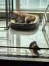 朗生（LANGSHENG）狗粮 乳酸钙奶糕 全犬种通用幼犬狗粮 10kg 实拍图