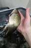 力丸 力丸日本进口鱼线 碳素钓鱼海钓子线 矶钓筏钓路亚前导线氟碳线高比重沉水耐磨 鲷100m 2.0号(100m) 实拍图