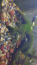 派乐特鱼缸溪流石底砂造景底沙子水草装饰雨林铺底石头子缸生态5斤 晒单实拍图